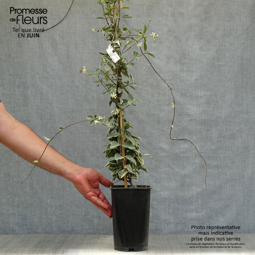 Exemplaar van Trachelospermum jasminoides Variegatum - Toscaanse jasmijn Pot van 2 l/3 l zoals geleverd in de zomer