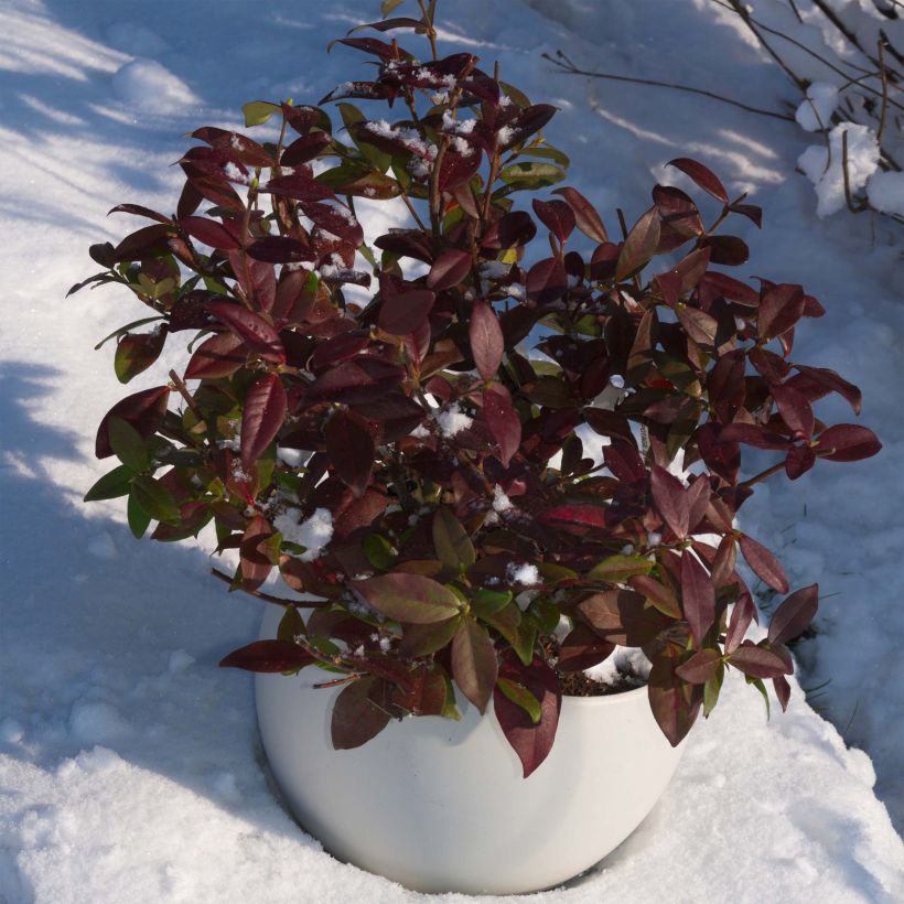 Trachelospermum jasminoides Winter Ruby - Toscaanse jasmijn (Plant habit)
