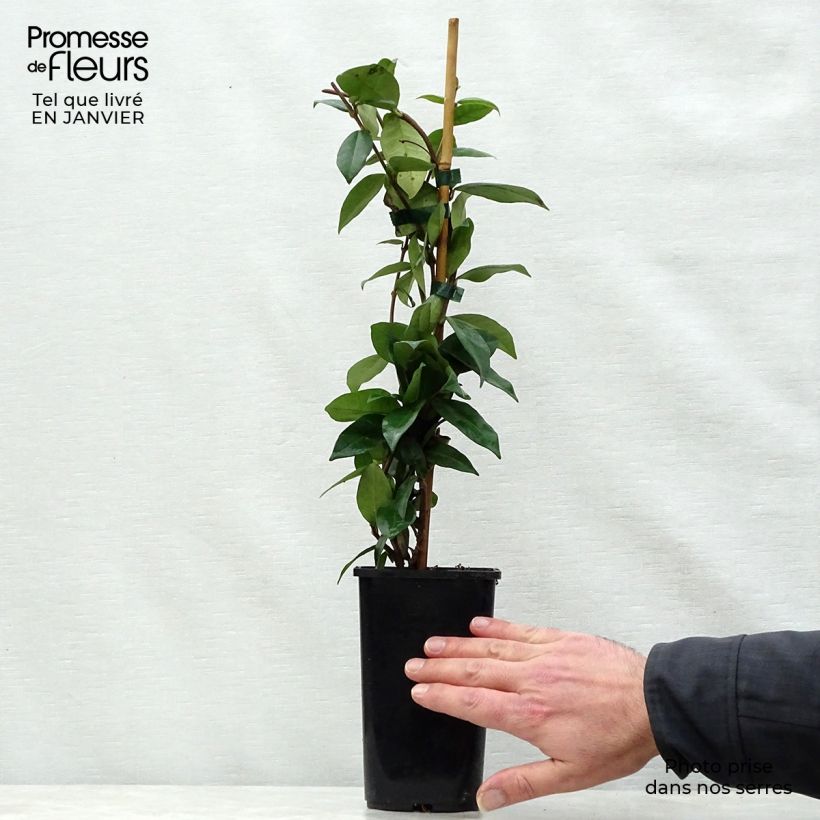 Example of Trachelospermum jasminoides - Toscaanse jasmijn Pot van 1 l/1,5 l as you get in hiver