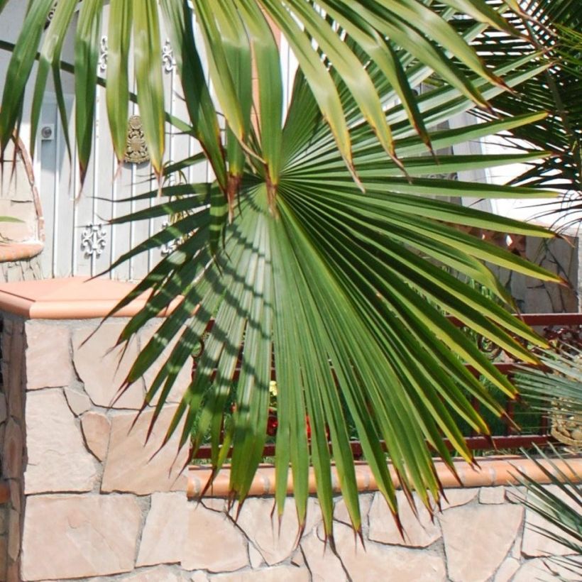 Trachycarpus latisectus - Windamere Palm (Foliage)