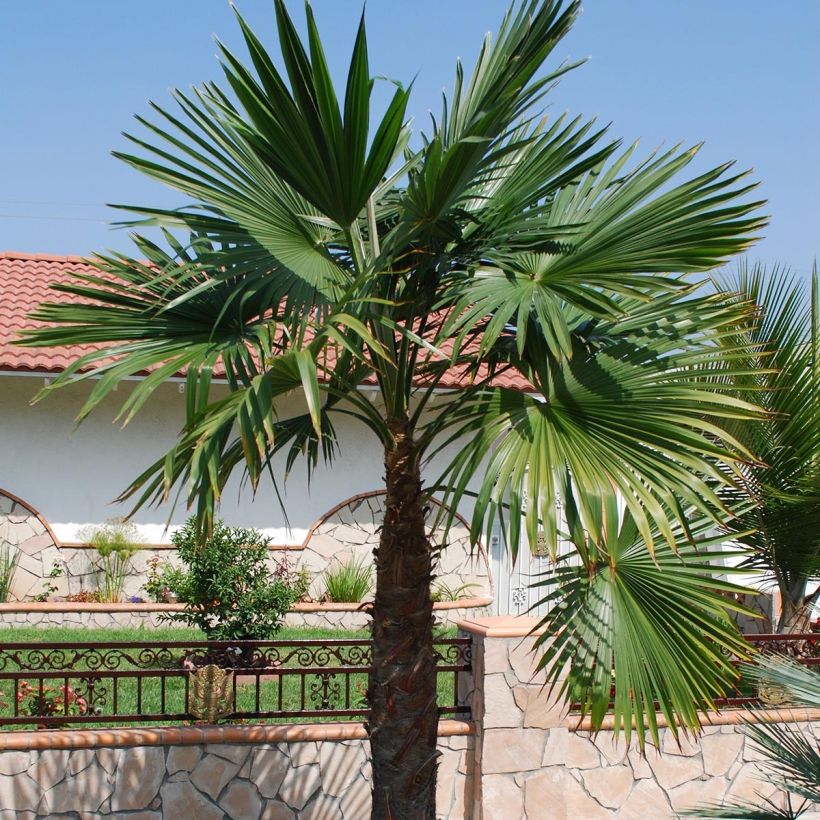 Trachycarpus latisectus - Windamere Palm (Plant habit)