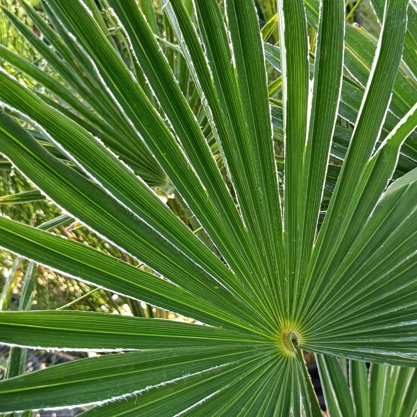 Trachycarpus wagnerianus - Wagnerpalm (Foliage)