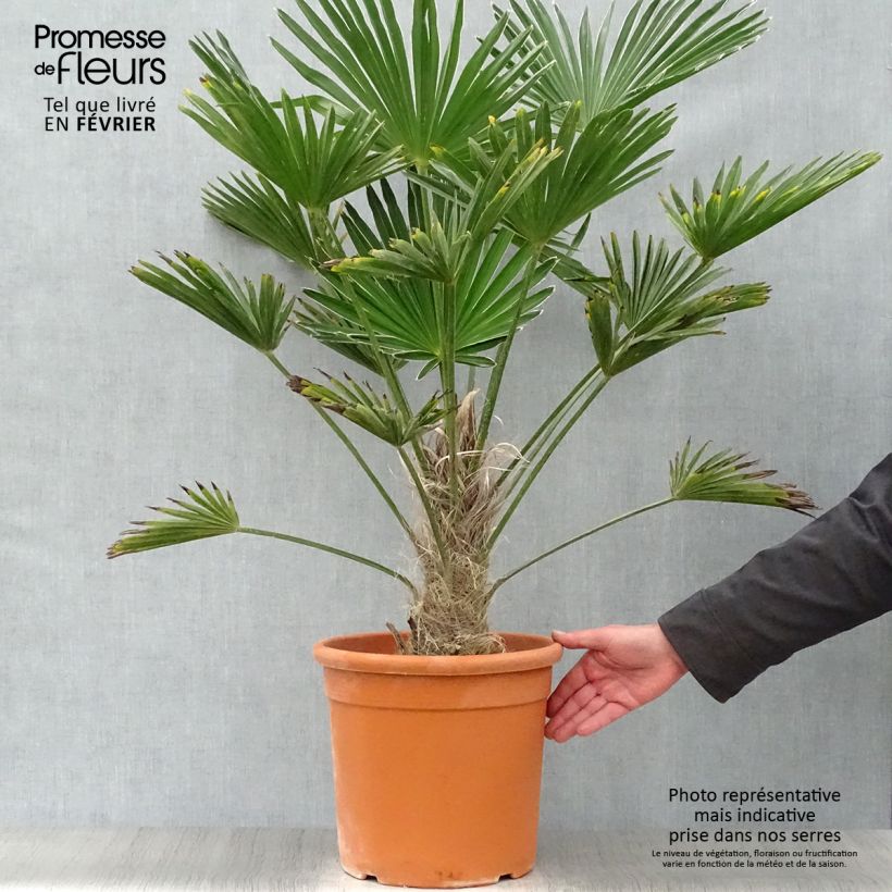 Example of Trachycarpus wagnerianus - Palmier miniature Pot van 12 l/15 l as you get in hiver
