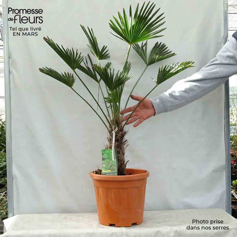 Exemplaar van Trachycarpus wagnerianus - Wagnerpalm Pot van 12 l/15 l, Hoogstam zoals geleverd in de lente