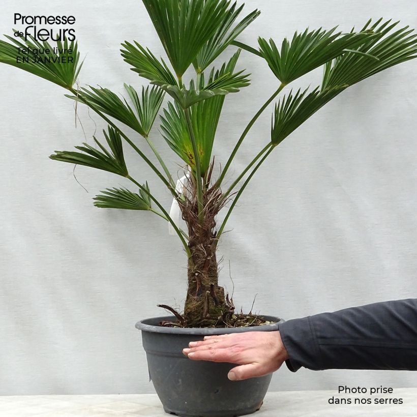 Example of Trachycarpus wagnerianus - Palmier miniature Pot van 6 l/7 l as you get in hiver