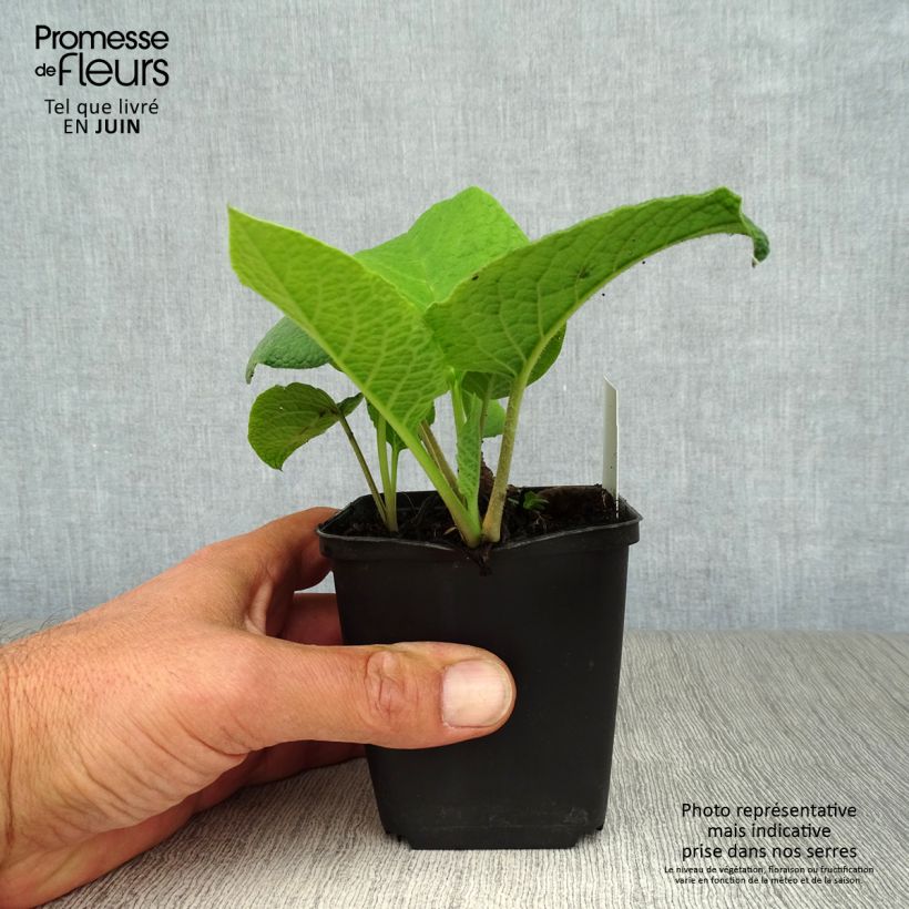 Exemplaar van Trachystemon orientalis - Oosterse bernagie Kweekpotje van 8/9 cm zoals geleverd in de zomer