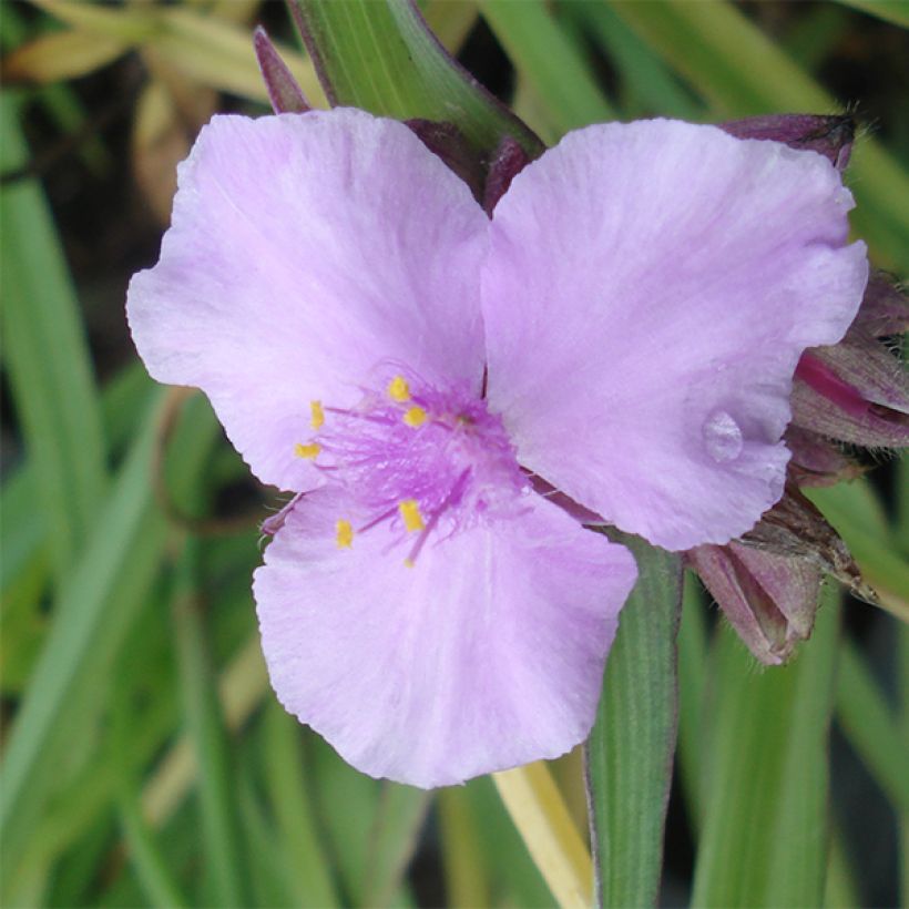 Tradescantia Perrine's Pink - Eendagsbloem (Flowering)