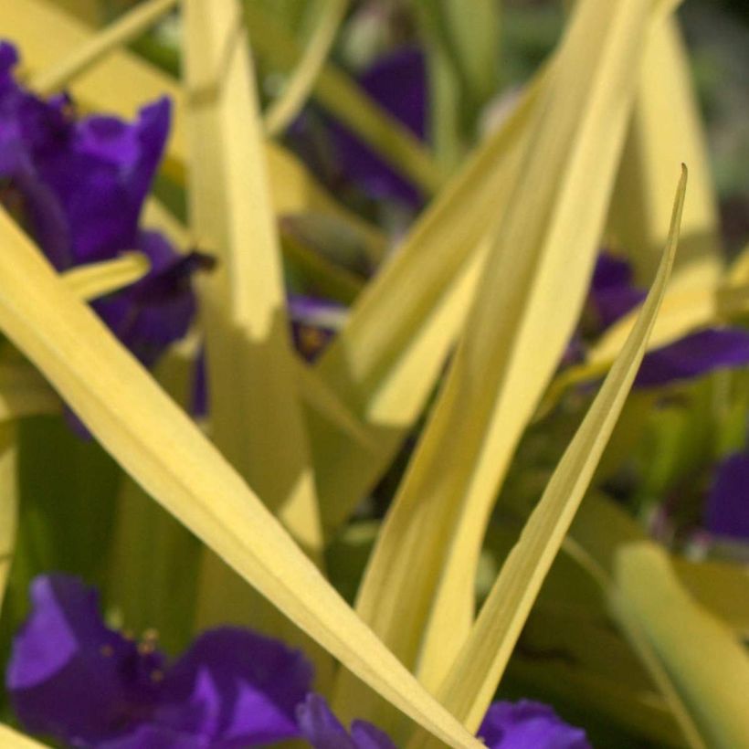 Tradescantia andersoniana Blue and Gold - Eendagsbloem (Foliage)