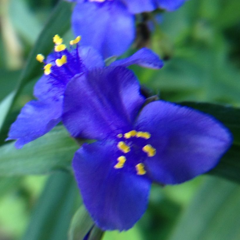 Tradescantia andersoniana Isis - Eéndagsbloem (Bloei)