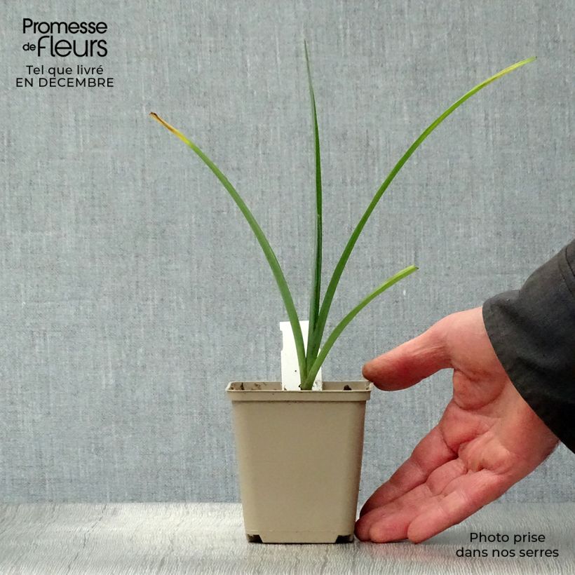 Example of Ephémère de Virginie - Tradescantia andersoniana JC Weguelin Kweekpotje van 8/9 cm as you get in hiver