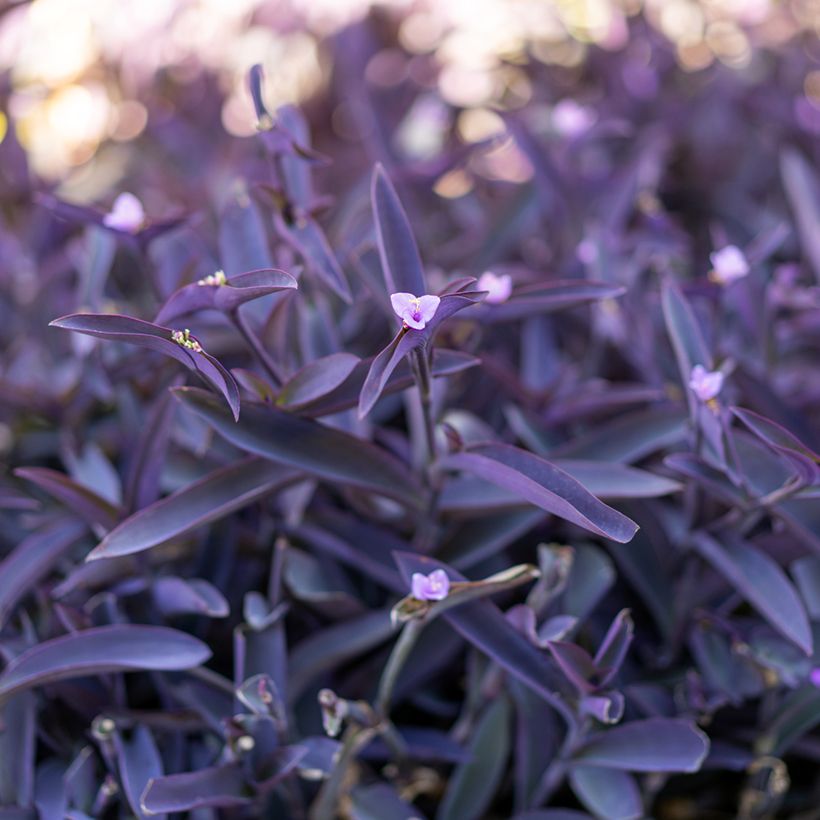 Tradescantia pallida Purple Heart - Vaderplant (Blad)