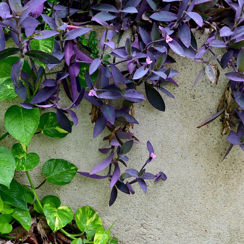 Tradescantia pallida Purple Heart - Vaderplant (Groeiplaats)