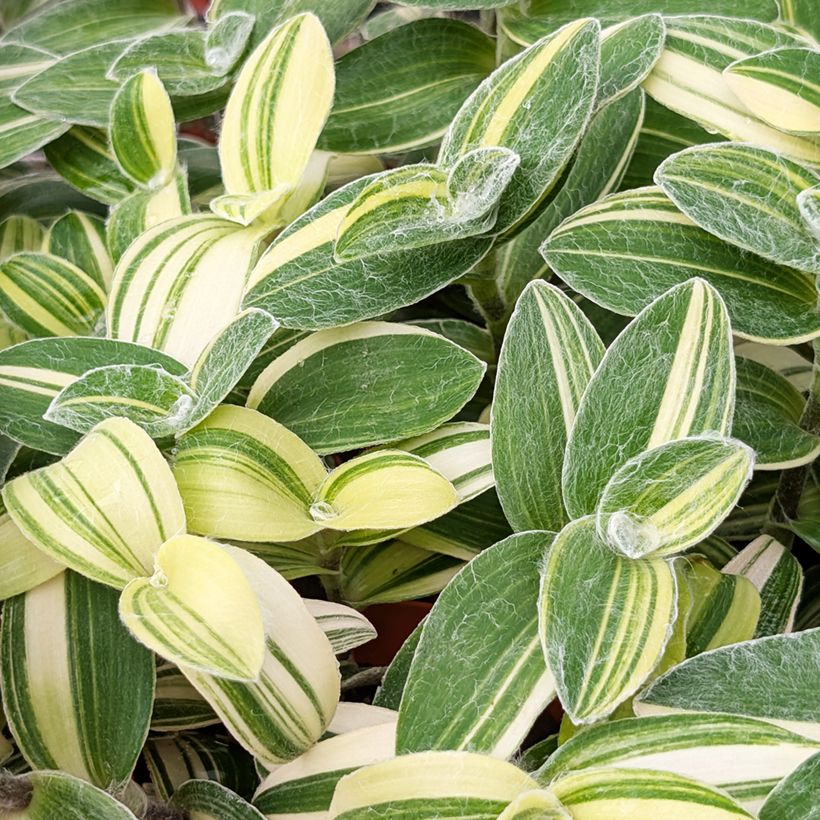 Tradescantia sillamontana Variegata - Vaderplant (Blad)