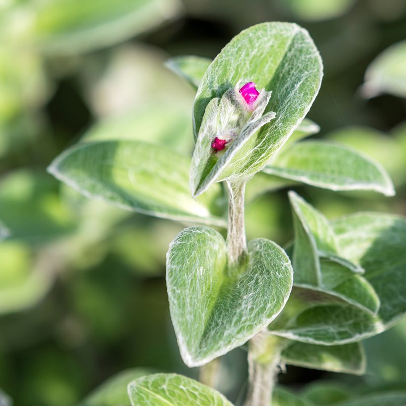 Tradescantia sillamontana - Vaderplant (Blad)