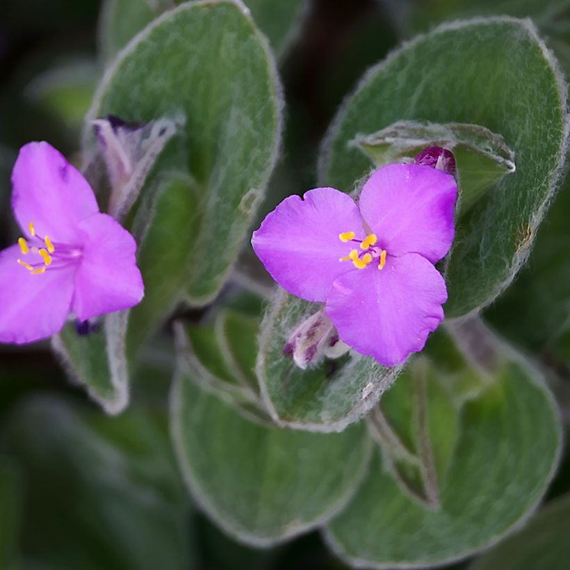 Tradescantia sillamontana - Vaderplant (Bloei)