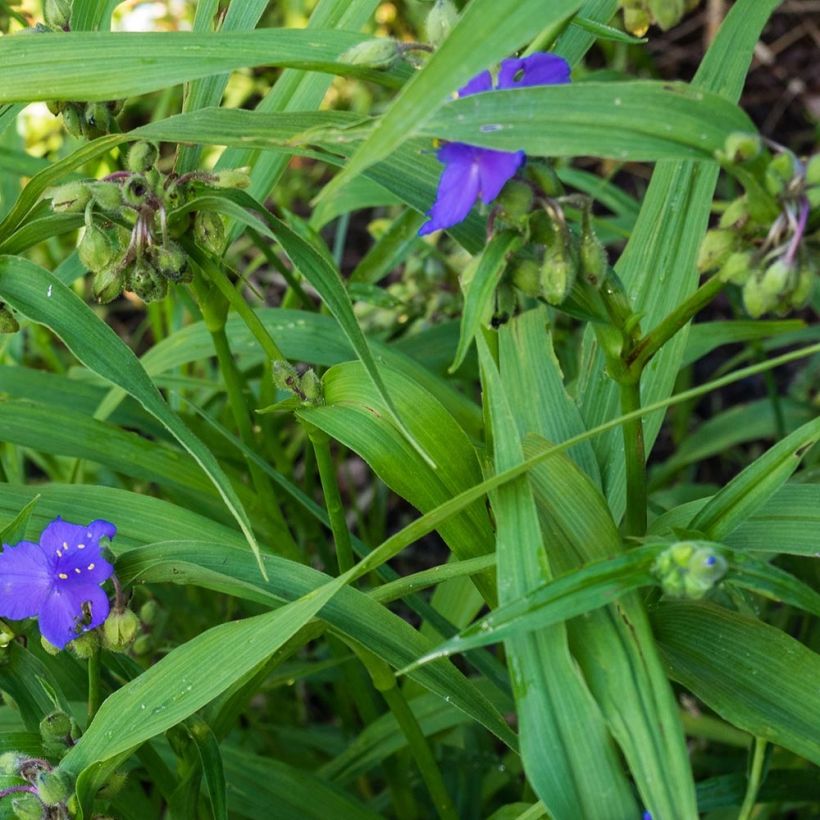 Tradescantia virginiana Zwanenburg Blue - Eendagsbloem (Foliage)