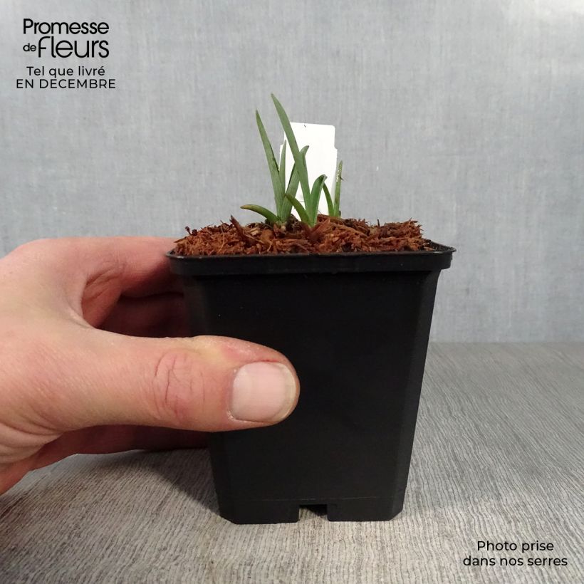 Example of Ephémère de Virginie - Tradescantia x andersoniana Innocence  Kweekpotje van 8/9 cm as you get in hiver