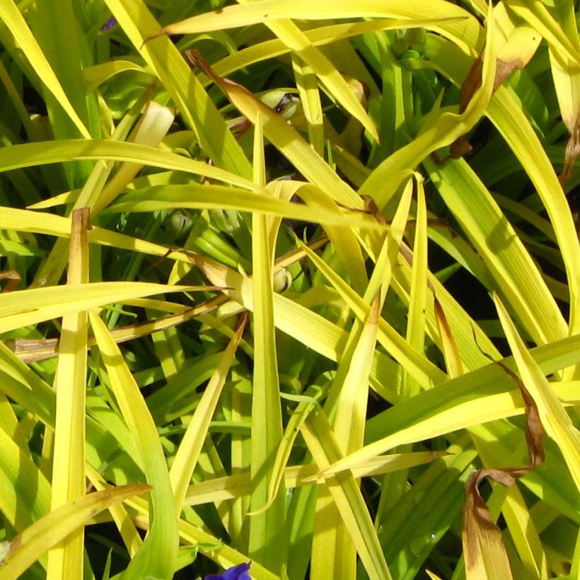 Tradescantia andersoniana Sweet Kate - Eendagsbloem (Foliage)