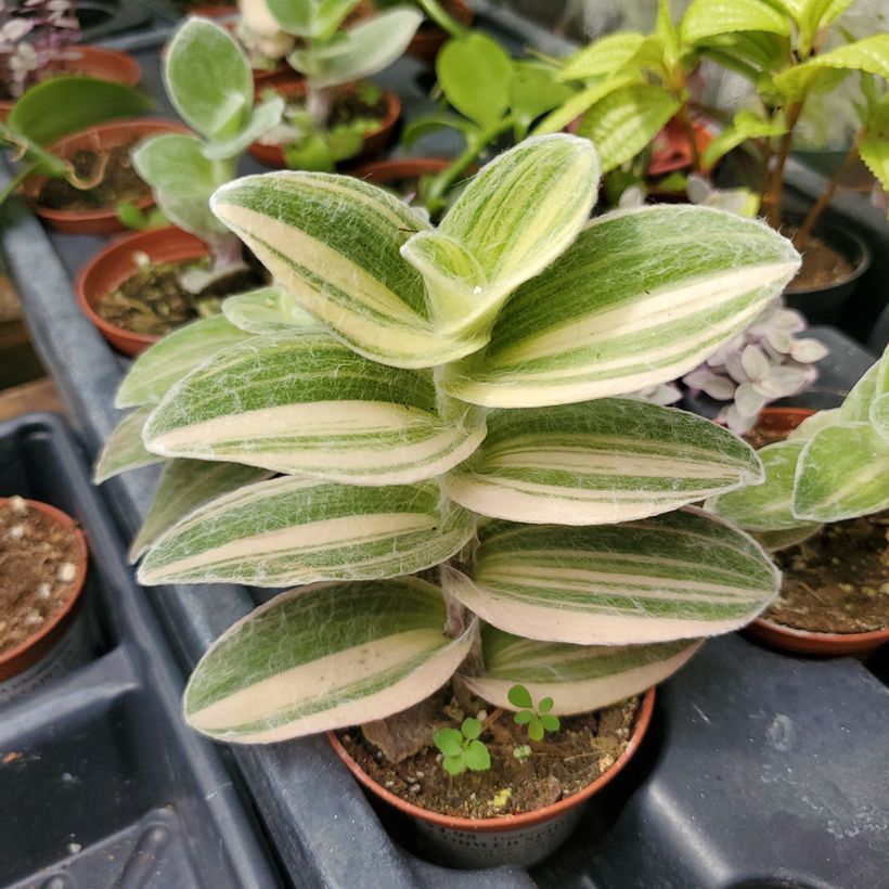 Tradescantia Brightness - Vaderplant (Blad)