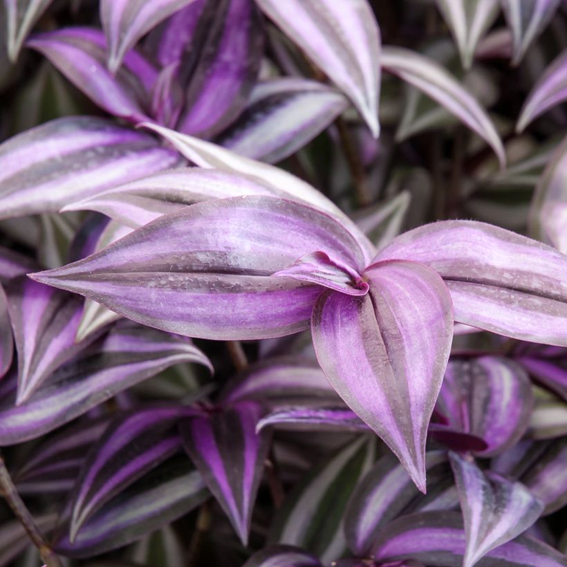 Tradescantia zebrina Purple Joy - Vaderplant (Blad)