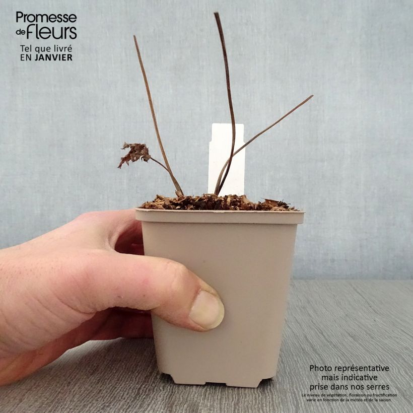 Example of Trautvetteria caroliniensis Kweekpotje van 8/9 cm as you get in hiver