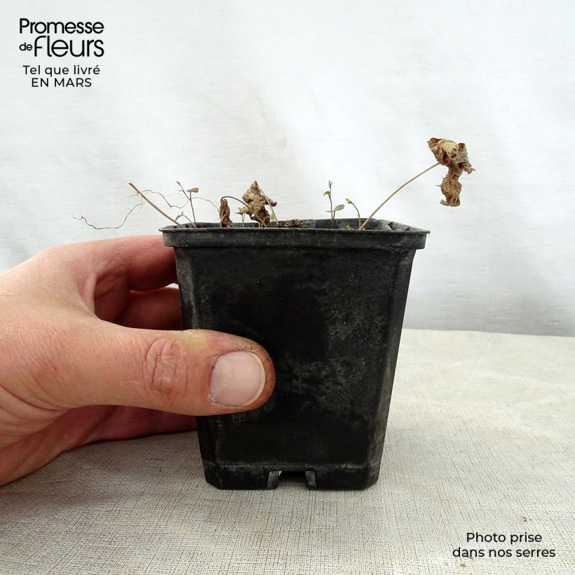 Exemplaar van Trautvetteria caroliniensis Kweekpotje van 8/9 cm zoals geleverd in de lente