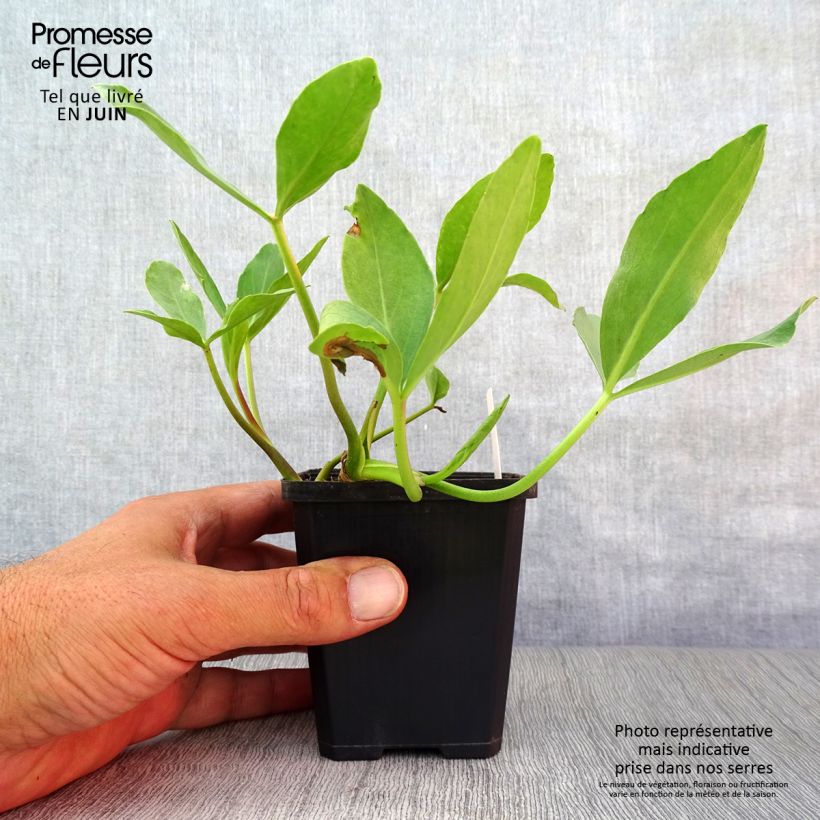 Exemplaar van Menyanthes trifoliata - Waterdrieblad Kweekpotje van 8/9 cm zoals geleverd in de zomer