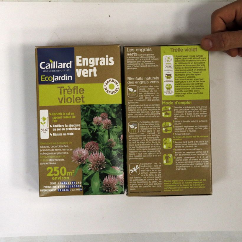 Voorbeeld van een exemplaar van Rode klaver groenbemester 250 m² - Trifolium pratense Zaden zoals geleverd