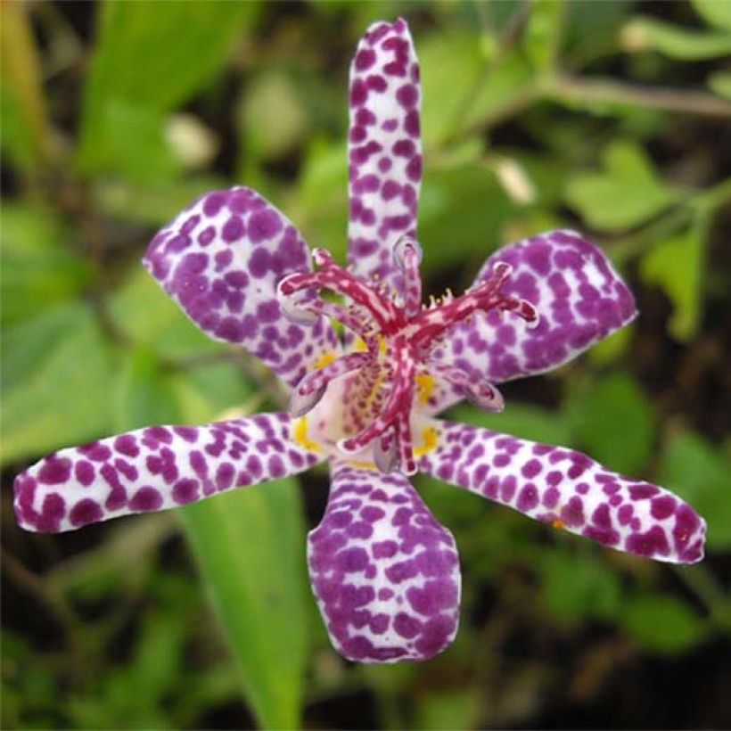 Tricyrtis Imperial Banner - Paddenlelie (Bloei)