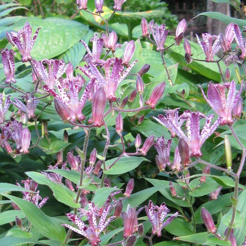 Tricyrtis Sinonome - Paddenlelie (Flowering)