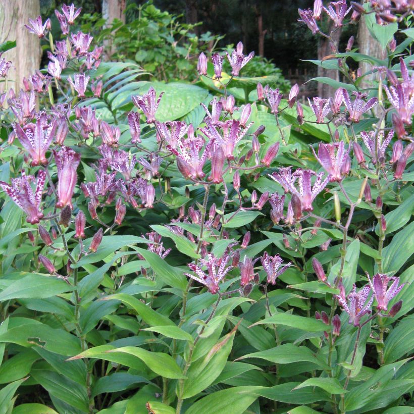 Tricyrtis Sinonome - Paddenlelie (Plant habit)