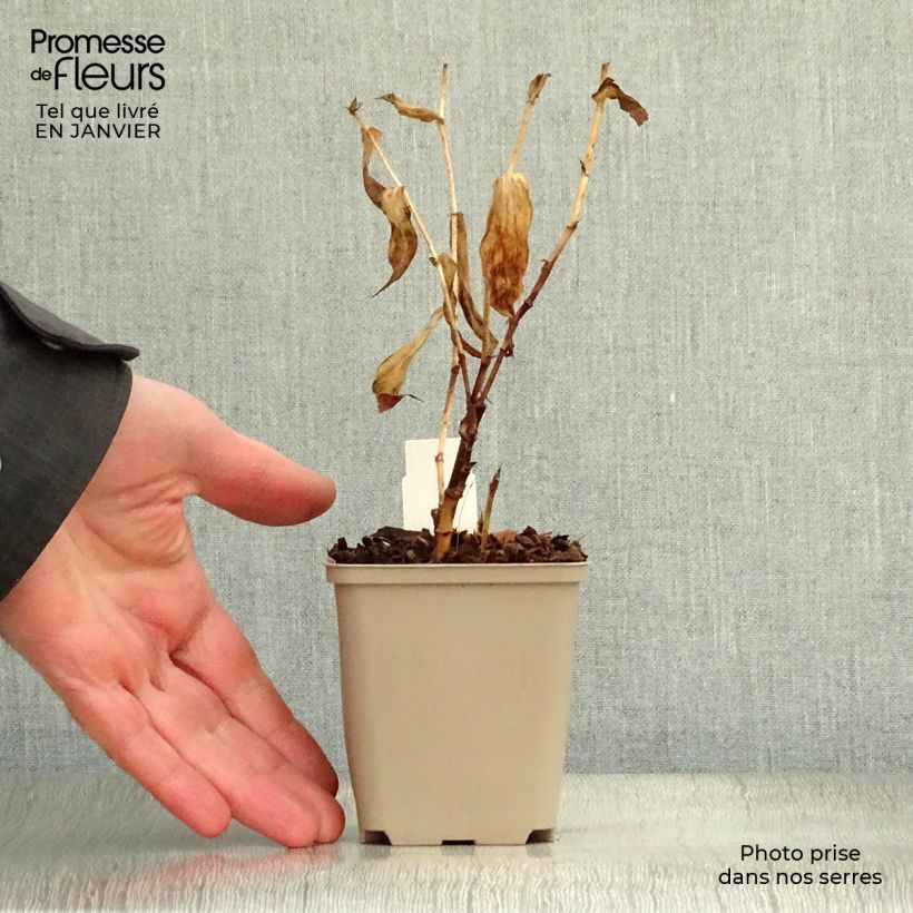 Example of Tricyrtis Sinonome - Paddenlelie Kweekpotje van 8/9 cm as you get in hiver