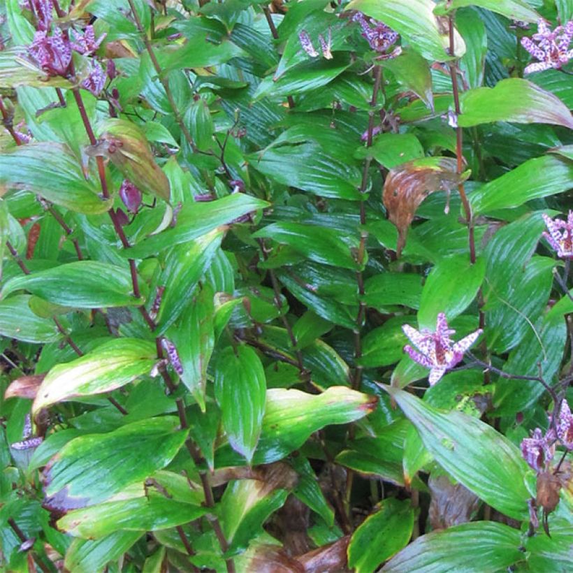 Tricyrtis formosana - Paddenlelie (Foliage)