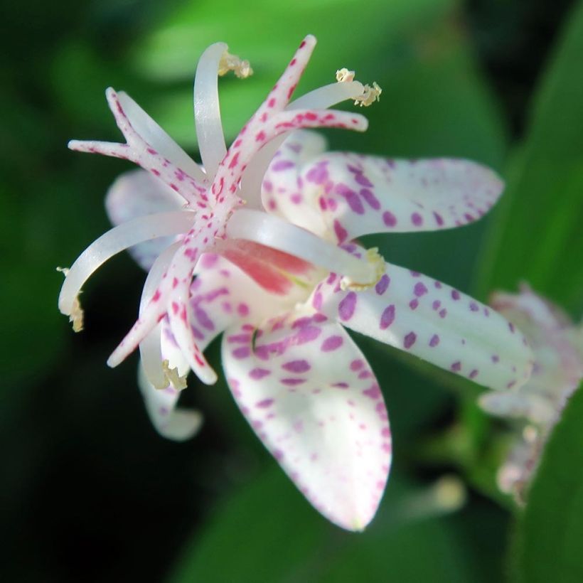 Tricyrtis macropoda - Paddenlelie (Bloei)