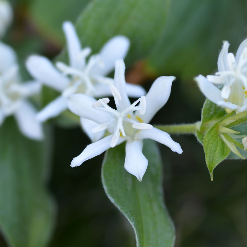 Tricyrtis hirta Alba - Paddenlelie (Bloei)