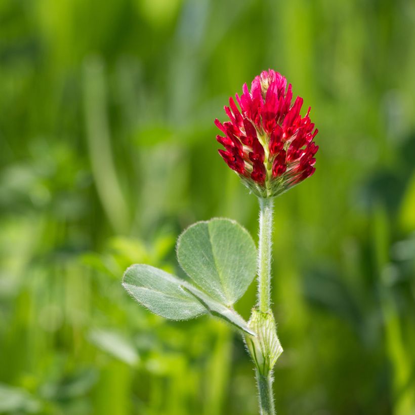 Inkarnaatklaver groenbemester - Trifolium incarnatum (Bloei)