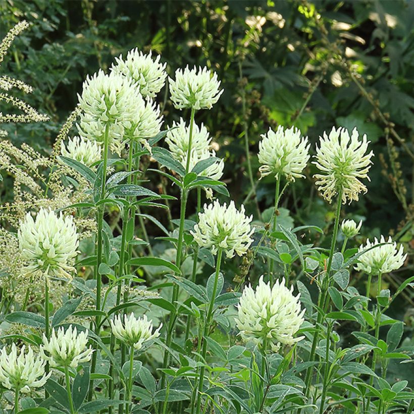 Trifolium ochroleucon - Geelwitte klaver (Flowering)