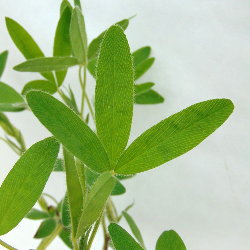 Trifolium ochroleucon - Geelwitte klaver (Foliage)