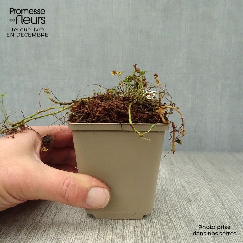 Example of Trifolium repens Pentaphyllum - Trèfle incarnat Kweekpotje van 8/9 cm as you get in hiver