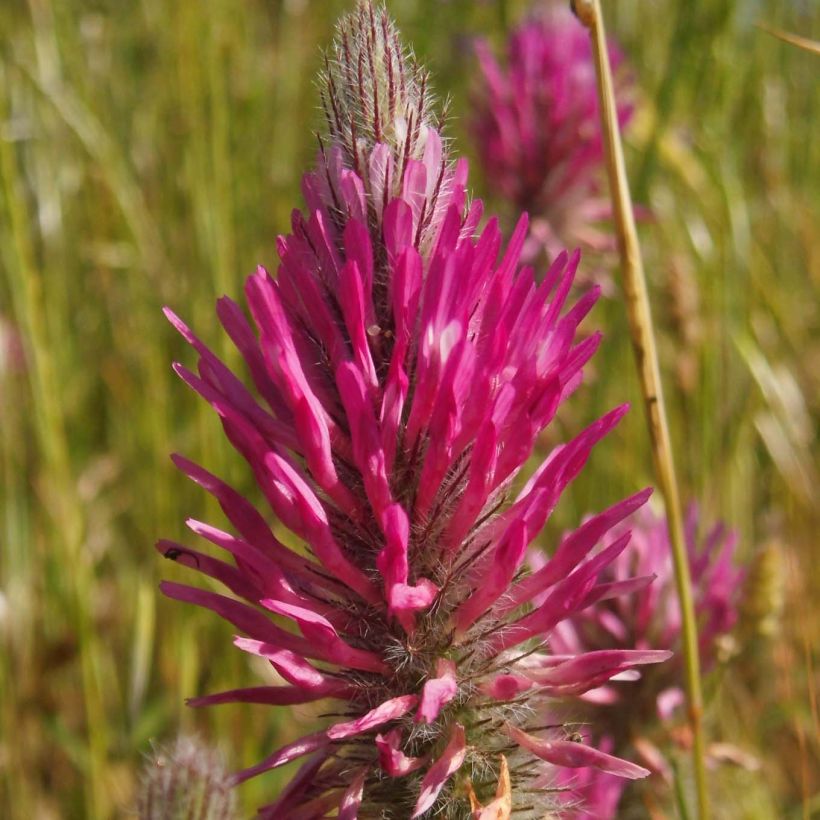 Trifolium rubens - Purperen klaver (Flowering)