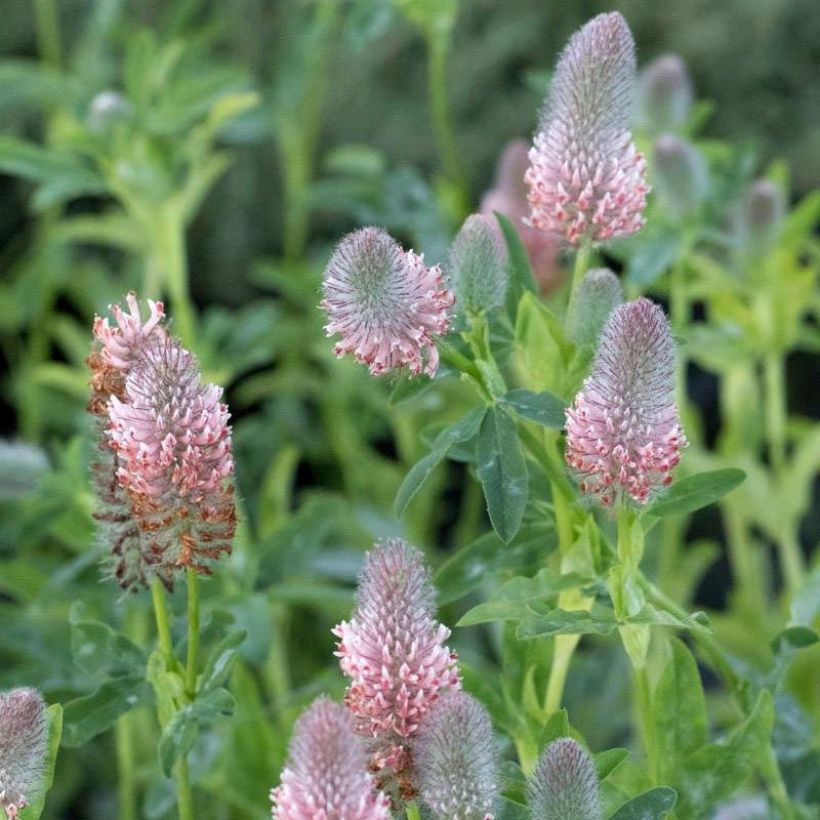 Trifolium rubens Peachy Pink - Purperen klaver (Flowering)