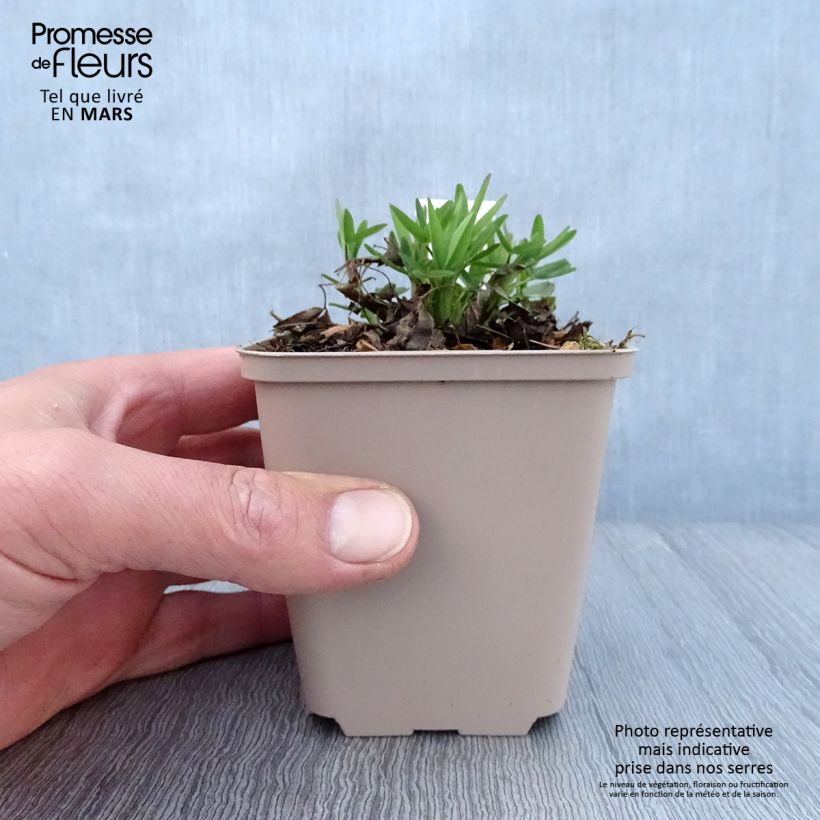 Exemplaar van Trifolium rubens Peachy Pink - Purperen klaver Kweekpotje van 8/9 cm zoals geleverd in de lente