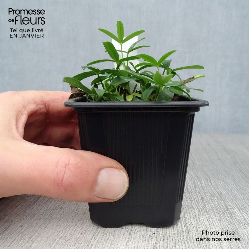 Example of Trifolium rubens - Trèfle pourpré Kweekpotje van 8/9 cm as you get in hiver