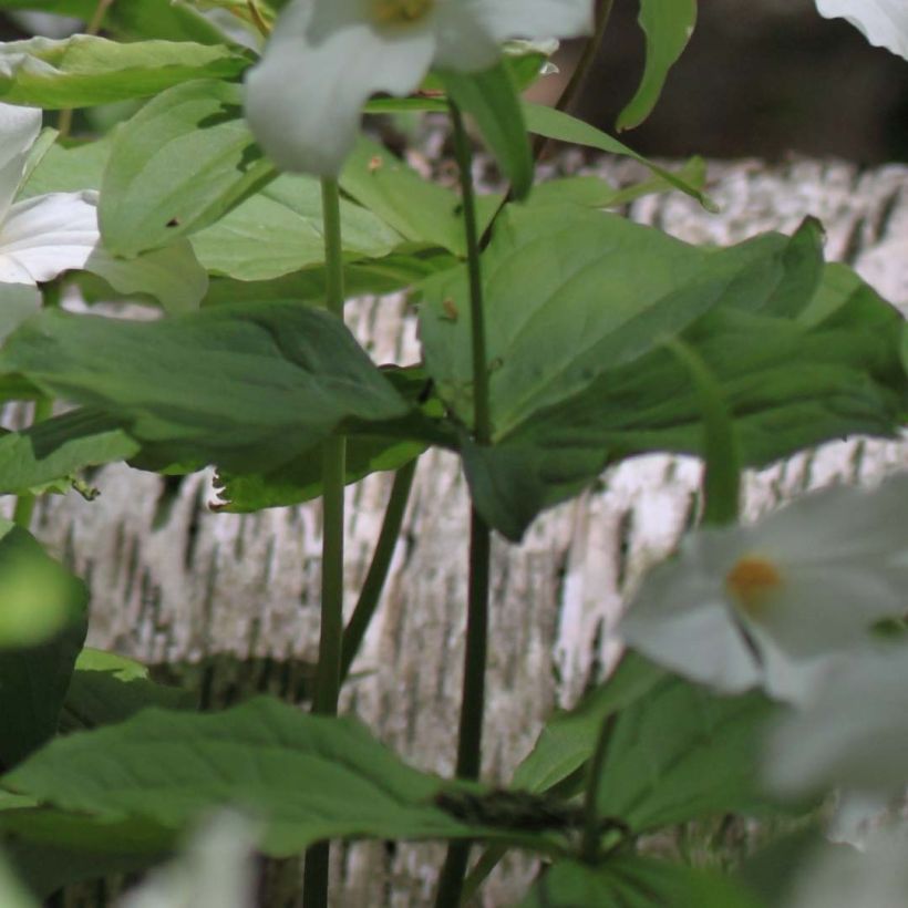 Trillium flexipes - Drieblad (Foliage)