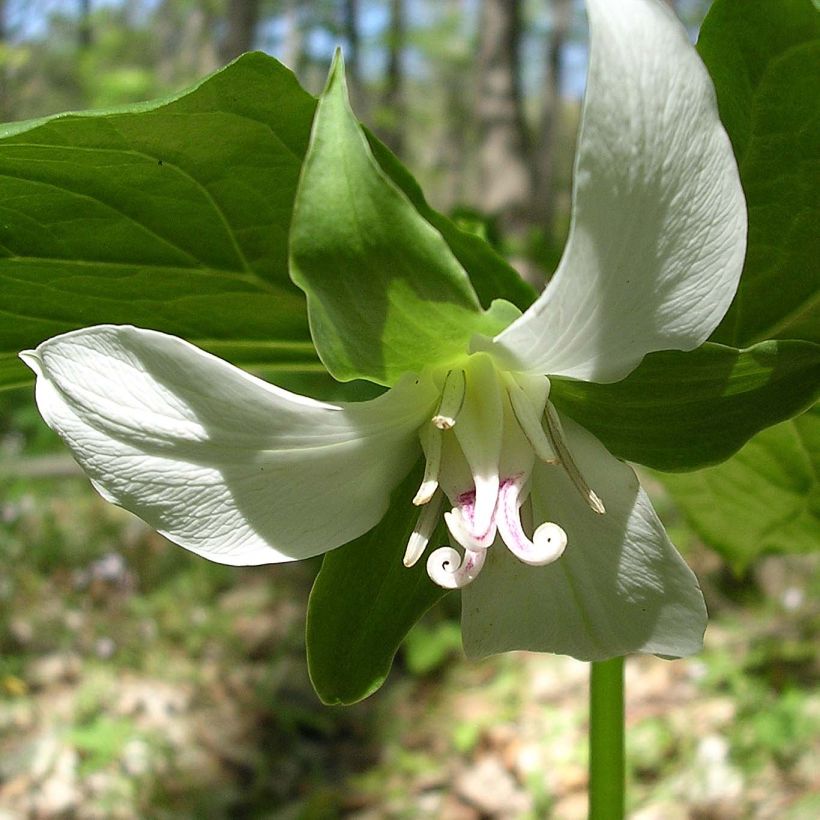 Trillium flexipes - Drieblad (Flowering)