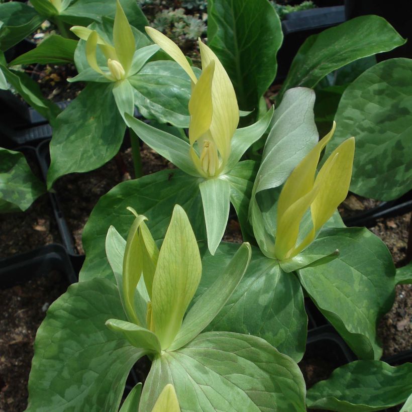 Trillium luteum - Drieblad (Bloei)