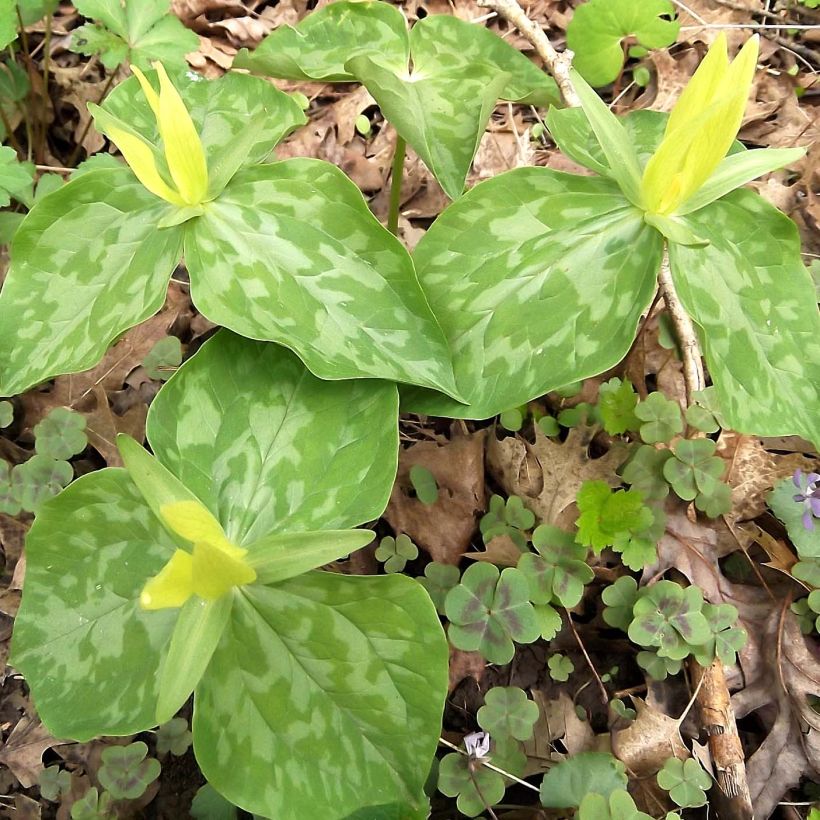 Trillium luteum - Drieblad (Groeiplaats)
