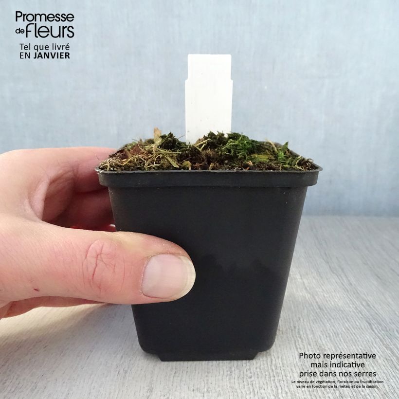 Exemplaar van Trillium luteum - Drieblad Kweekpotje van 8/9 cm zoals geleverd in de winter