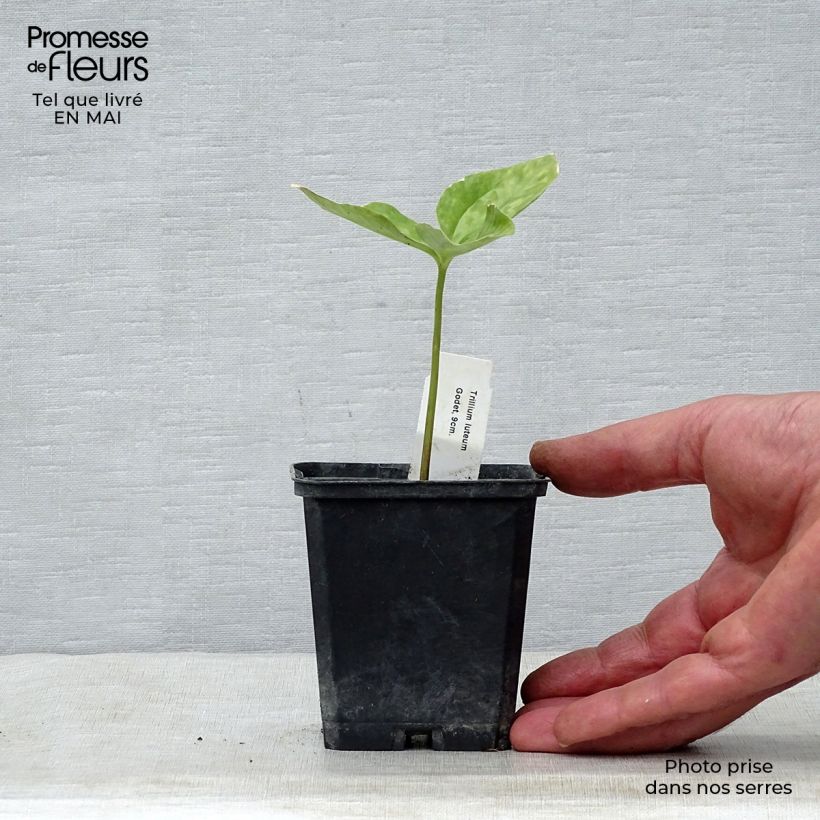 Exemplaar van Trillium luteum - Drieblad Kweekpotje van 8/9 cm zoals geleverd in de lente