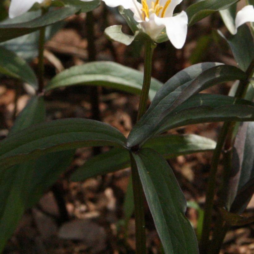 Trillium pusillum - Drieblad (Blad)